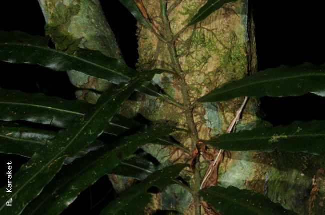 Rhizome and fronds