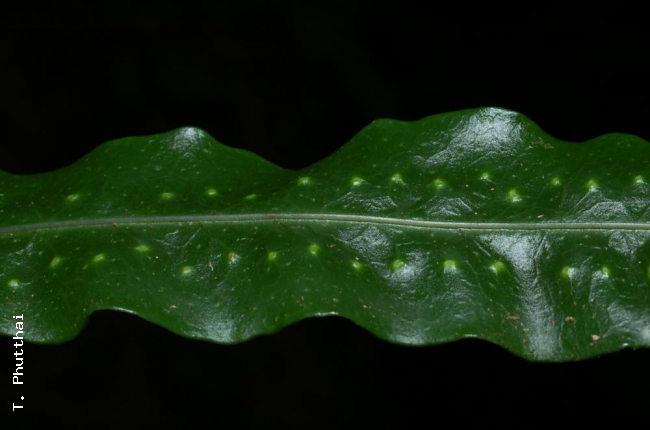 Upper surface of lamina