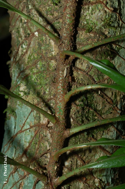 Rhizome climbing on tree