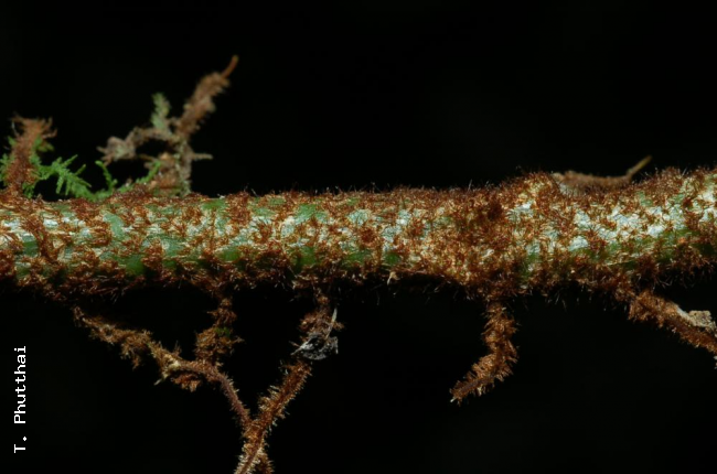 Scales on rhizome