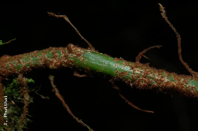 Rhizome with scales removed