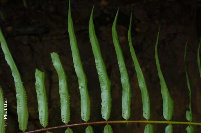 Pinnae