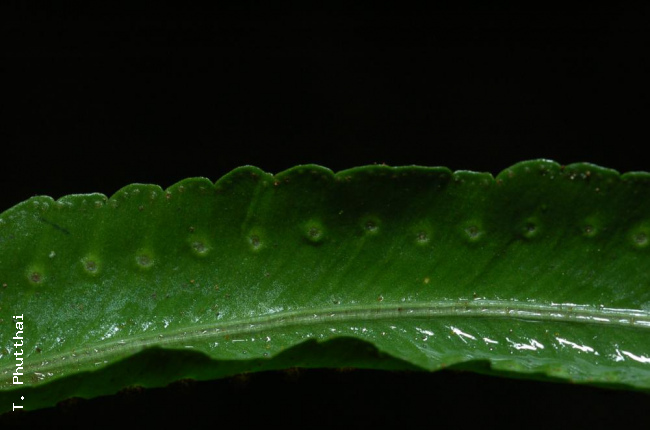 Upper surface of fertile pinna