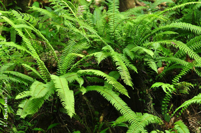 HAbit