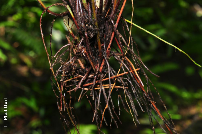 Rhizome