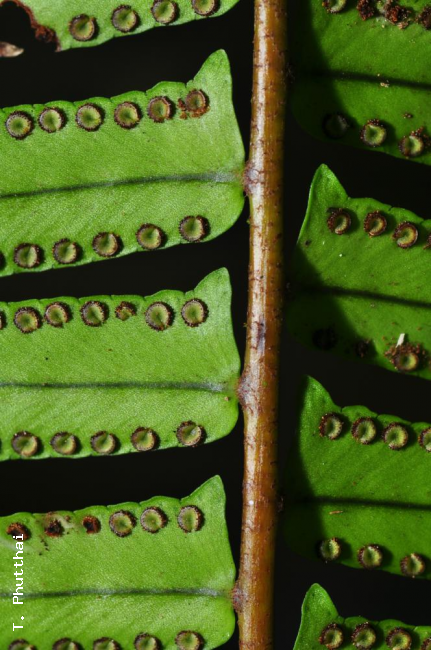 Lower surface of rachis and pinnae
