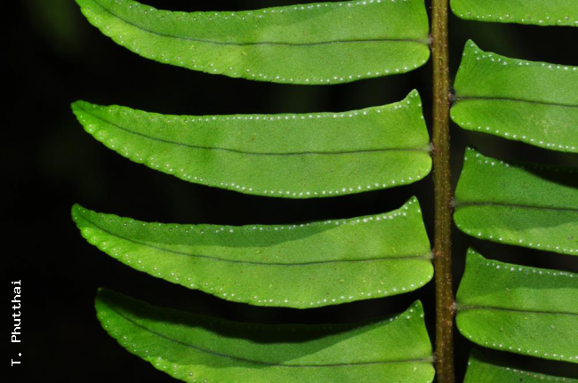 Upper surface of pinnae with hydathodes