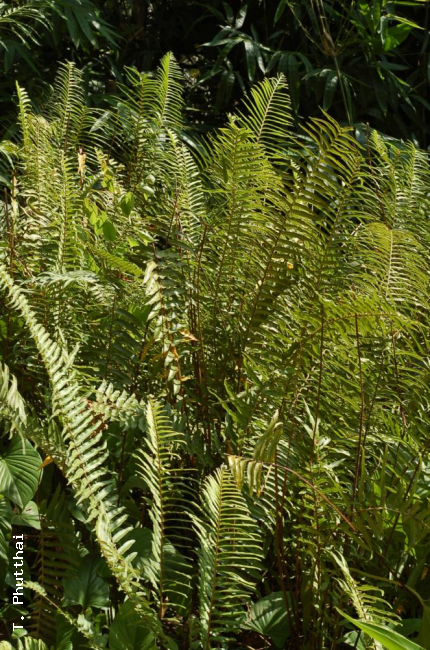 Habit