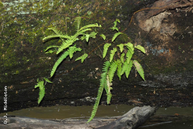 Habit