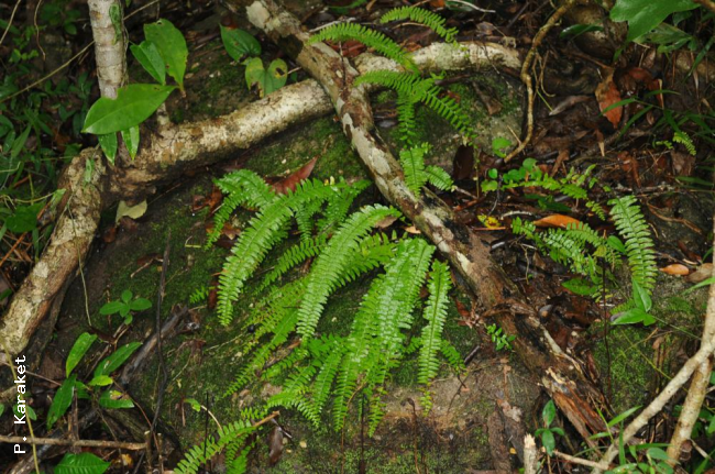 Habit