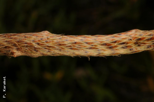Rhizome scales
