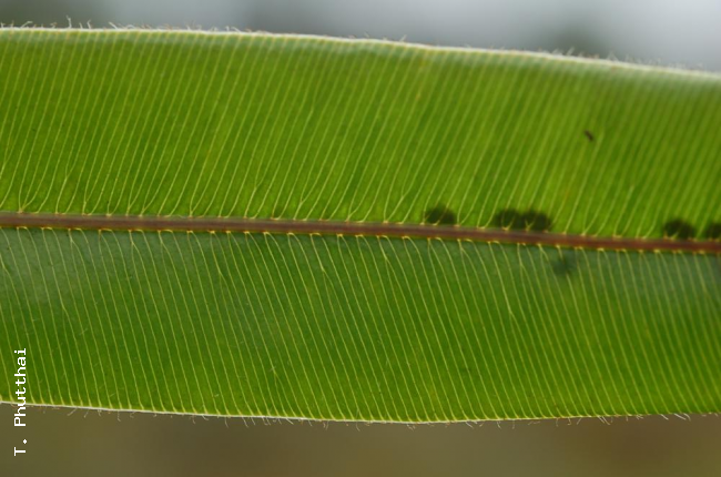 Venation