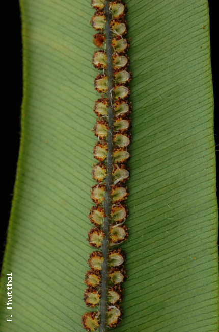 Lower surface of lamina and sori