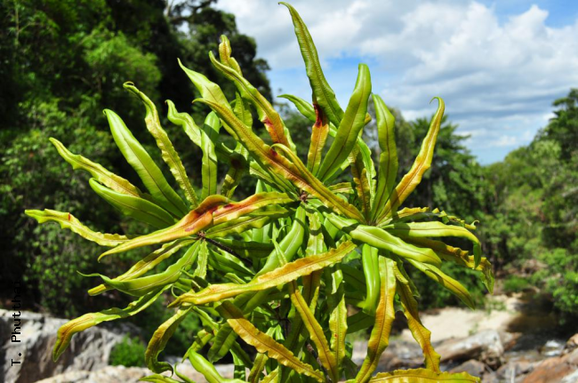 Habit
