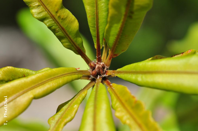 Growing tip of rhizome and whorled fronds