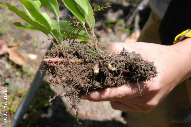 Underground rhizome