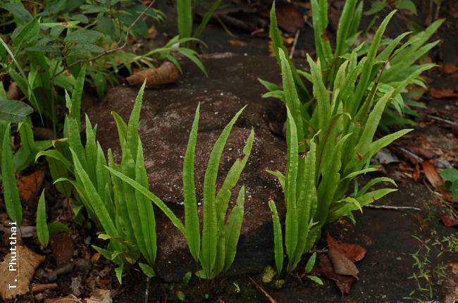 Habit