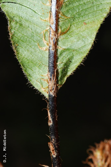 Stipe and base of lamina