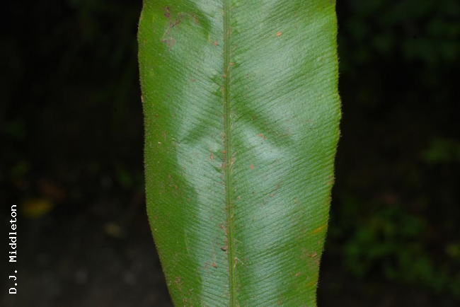 Upper surface of lamina