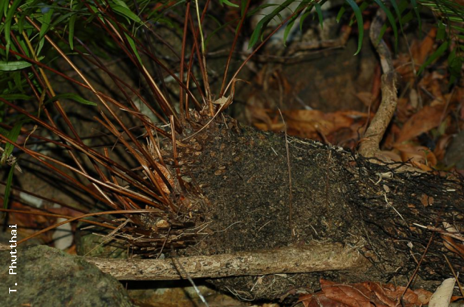 Rhizome and stipe bases