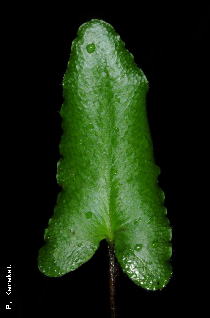 Upper surface of fertile pinna