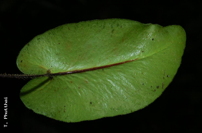 Lower surface of sterile pinna