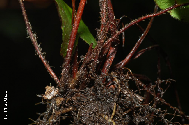 Rhizome and stipes