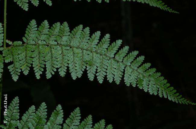 Upper surface of pinna