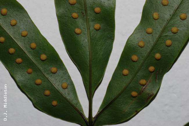 Lower surface of frond