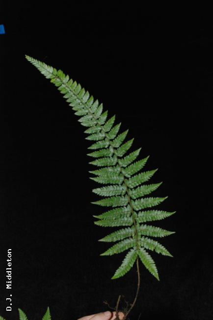 Frond