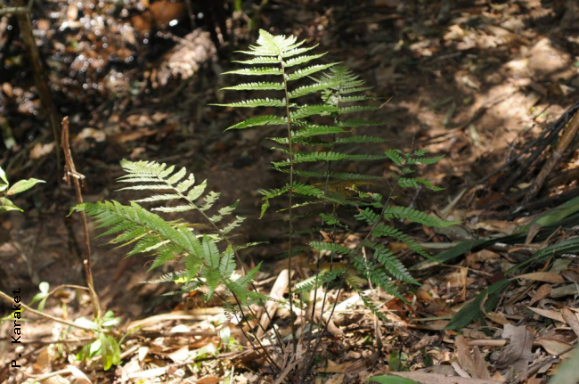 Habit