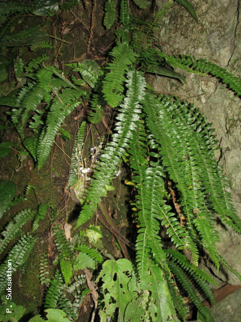 Habit