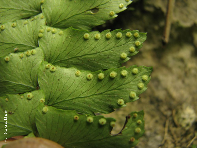 Lower surface of pinnae