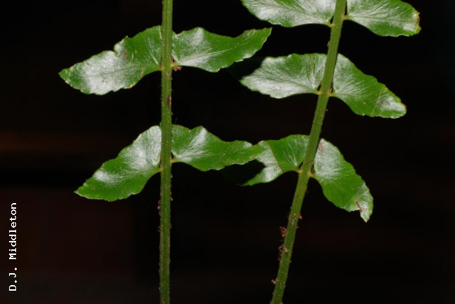 Basal pinnae