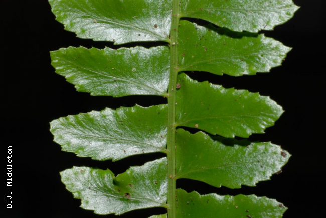 Upper surface of frond