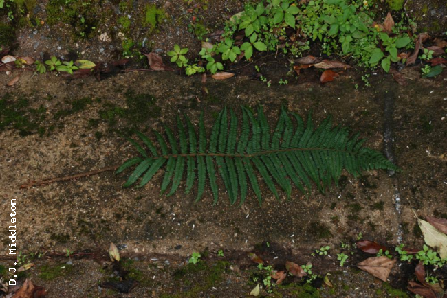 Frond