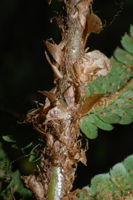 Scales on rachis