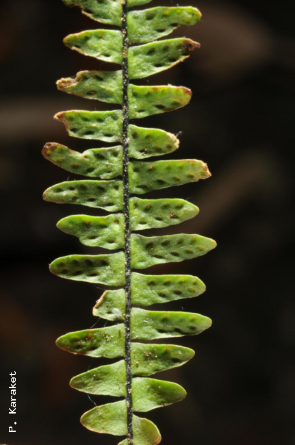 Lower surface of frond