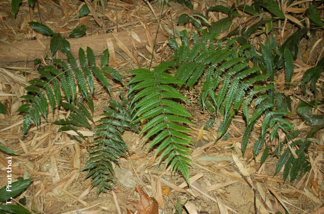 Habit