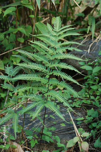 Habit