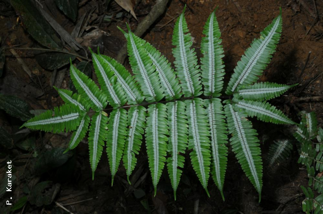 Frond, form with white stripe