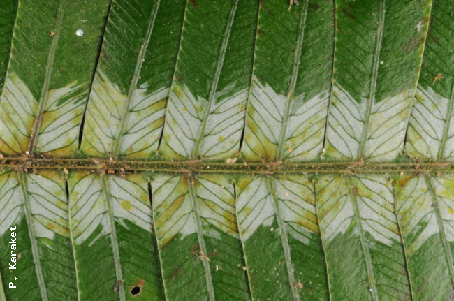 Venation