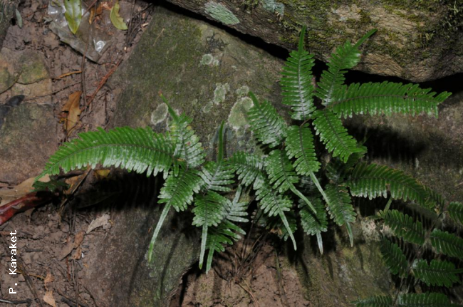 Habit