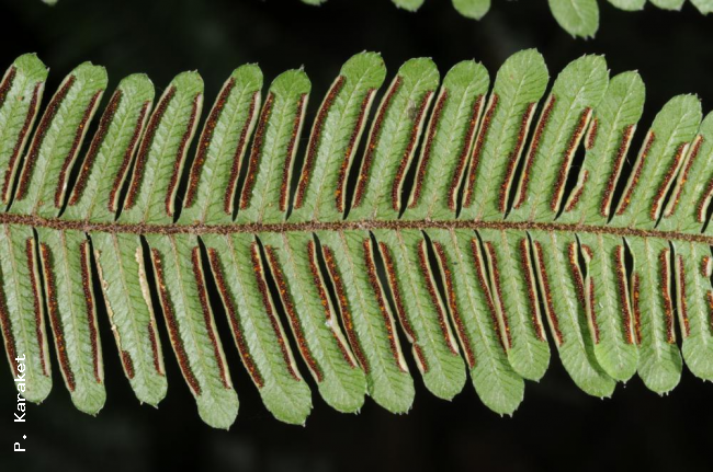 Lower surface of lamina