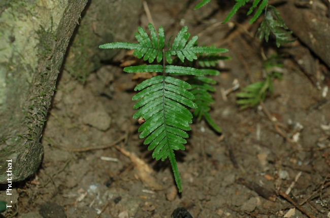 Young plant