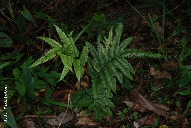 Habit