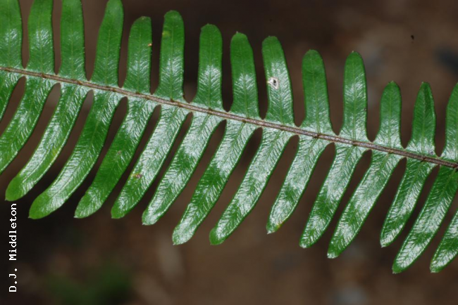 Upper surface of lamina