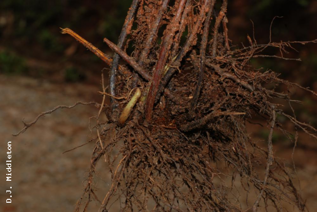 Rhizome
