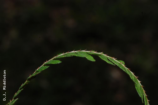 Spines on costae above