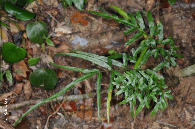Habit
